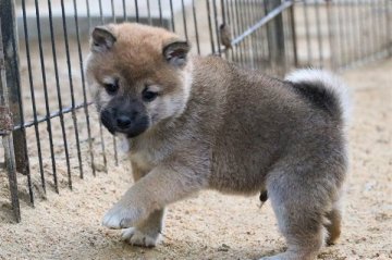 柴犬(標準サイズ)【和歌山県・男の子・2020年11月21日・赤】の写真「小っちゃくて可愛い男の子」