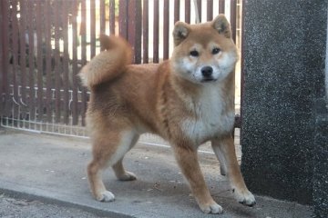 柴犬(標準サイズ)【和歌山県・男の子・2021年7月11日・赤】の写真「優しくて力持ち」