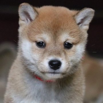 柴犬(標準サイズ)【和歌山県・女の子・2022年12月28日・赤】の写真「ぽっちゃりとして可愛い女の子」