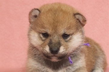 柴犬(標準サイズ)【和歌山県・男の子・2022年1月13日・赤】の写真「ぽっちゃりとして可愛い男の子」