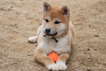 柴犬(標準サイズ)【和歌山県・男の子・2020年11月17日・赤】の写真「ぽっちゃりとして可愛い男の子」