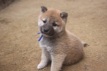 柴犬(標準サイズ)【和歌山県・男の子・2019年2月8日・赤】の写真「ぷよぷよの男の子」