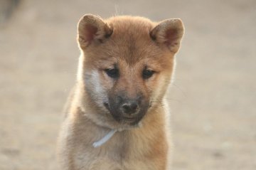 柴犬(標準サイズ)【和歌山県・女の子・2019年8月25日・赤】の写真「ぷよぷよの女の子」