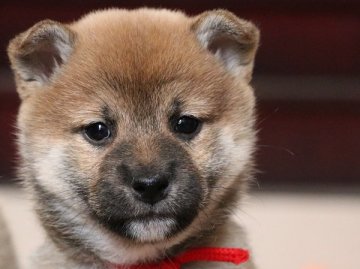 柴犬(標準サイズ)【和歌山県・女の子・2020年10月27日・赤】の写真「ぽっちゃりとして可愛い女の子」