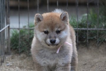柴犬(標準サイズ)【和歌山県・女の子・2019年3月29日・赤】の写真「ぷよぷよの女の子」