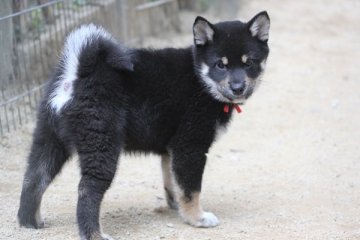 柴犬(標準サイズ)【和歌山県・女の子・2018年11月26日・黒】の写真「ぽっちゃりとして可愛い女の子」