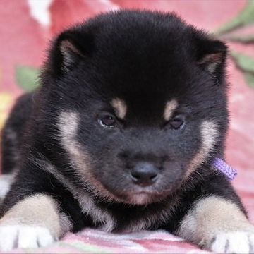 柴犬(標準サイズ)【和歌山県・男の子・2022年4月30日・黒】の写真「ぽっちゃりとして可愛い男の子」