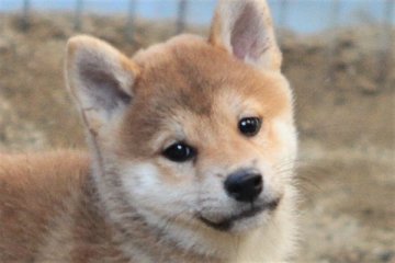 柴犬(標準サイズ)【和歌山県・女の子・2019年8月23日・赤】の写真「ぽっちゃりとして可愛い女の子」