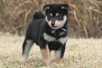 柴犬(標準サイズ)【和歌山県・男の子・2019年11月7日・黒】の写真「ぽっちゃりとして可愛い男の子」
