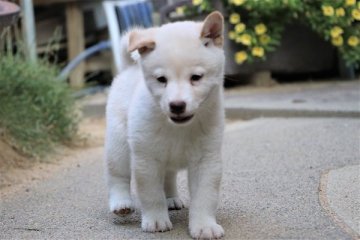 柴犬(標準サイズ)【和歌山県・男の子・2020年7月9日・白】の写真「とても珍しい毛色の男の子」