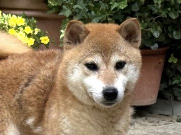柴犬(標準サイズ)【和歌山県・女の子・2020年11月17日・赤】の写真「やさしい性格です」