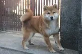 柴犬(標準サイズ)【和歌山県・男の子・2021年7月11日・赤】の写真1