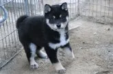 柴犬(標準サイズ)【和歌山県・女の子・2023年1月14日・黒】の写真2「撮影日2023.3.30」