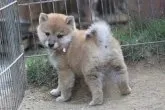 柴犬(標準サイズ)【和歌山県・女の子・2019年3月29日・赤】の写真2「撮影日2019.5.16」