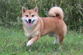 柴犬(標準サイズ)【・女の子・2019年8月26日・赤】