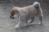柴犬(標準サイズ)【和歌山県・女の子・2019年3月29日・赤】の写真3「撮影日2019.5.16」