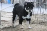 柴犬(標準サイズ)【和歌山県・女の子・2023年1月14日・黒】の写真5「撮影日2023.3.30」