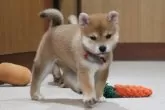 柴犬(標準サイズ)【和歌山県・女の子・2024年9月4日・赤】の写真5
