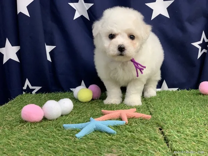 ID：1903-00009の子犬