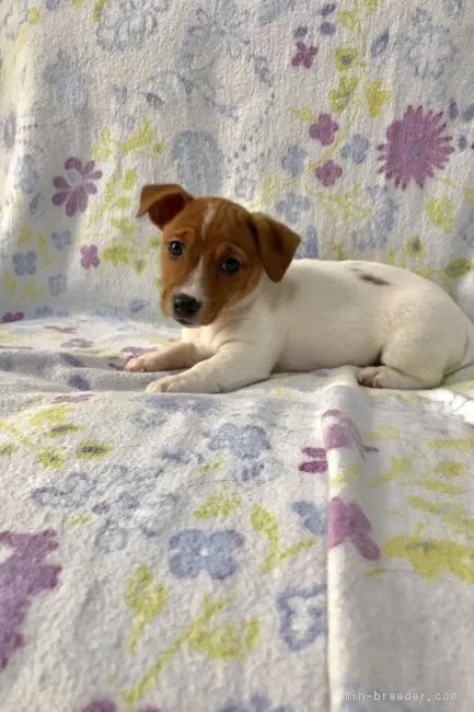 ID：1611-00565の子犬