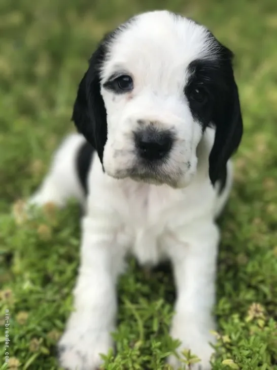 ID:1805-01754の子犬