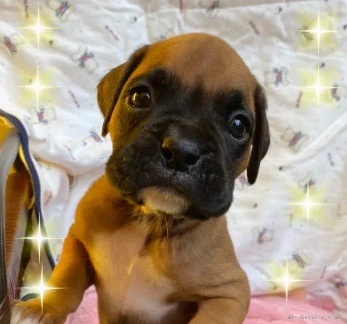 ID：2011-00364の子犬