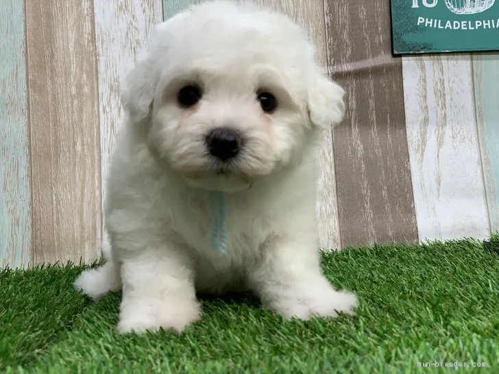 ID:2008-01649の子犬