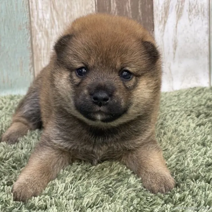 ID：2307-00556の子犬