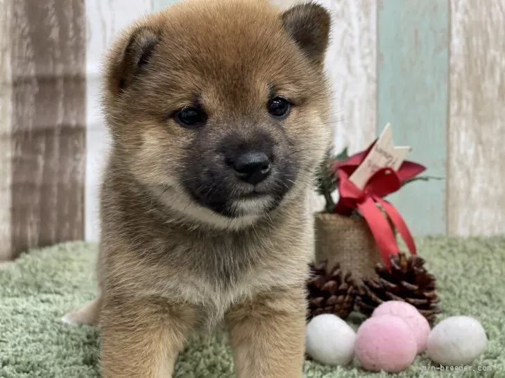 ID：2112-03035の子犬