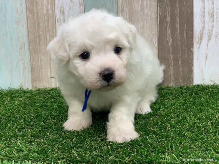 ID:1911-01514の子犬