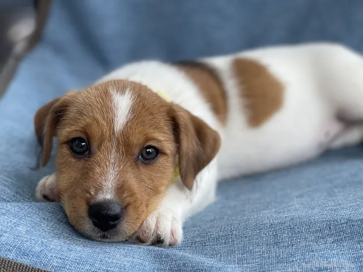 ID:2106-02743の子犬