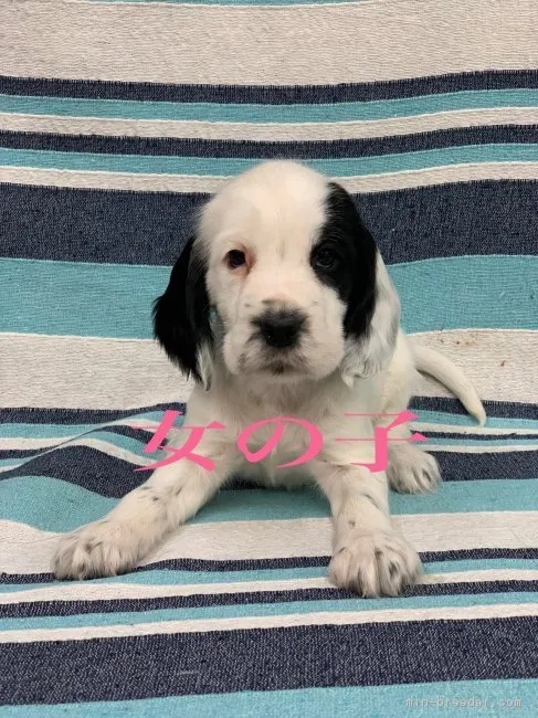 ID：1901-02511の子犬