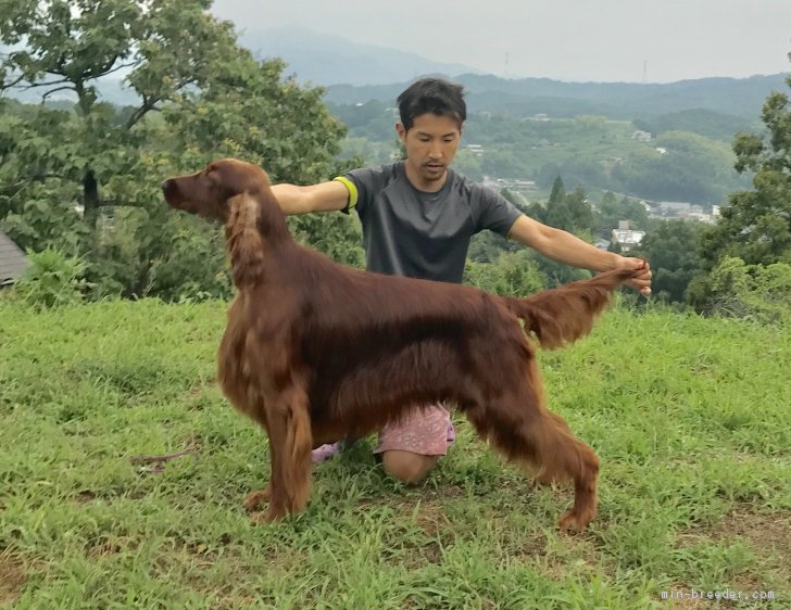 アイリッシュセッター 男の子 マホガニーレッド 15 05 18生まれ 奈良県 成犬id 1708 チャンピオン犬 みんなのブリーダー