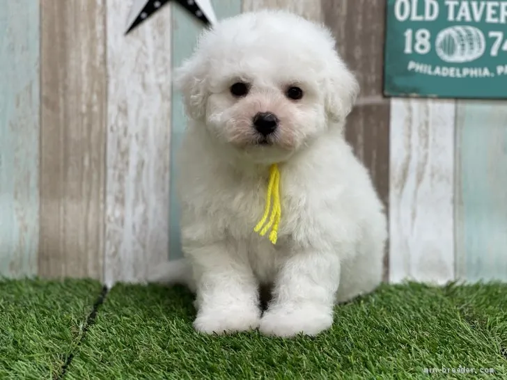 ID:2105-01371の子犬