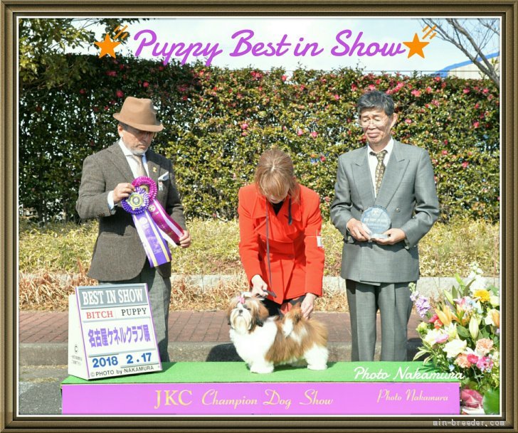 キカちゃん｜高嶋　三智(たかしま　みち)ブリーダー(香川県・シーズーなど・JKC登録)の紹介写真2