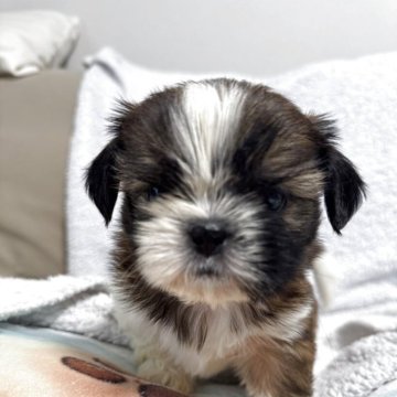 シーズー【香川県・男の子・2025年9月19日・レッド&ホワイト】の写真「カッコイイのお父さんはジュニアチャンピオン」