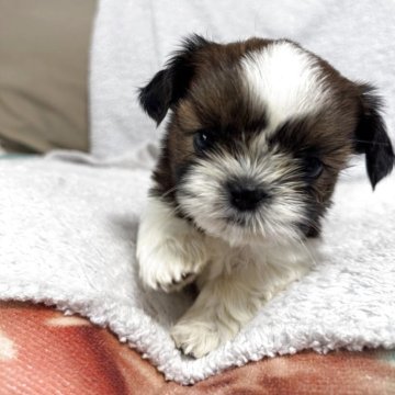 シーズー【香川県・女の子・2025年9月19日・レッド&ホワイト】の写真「離乳食も進んでしっかり食べてくれてます」