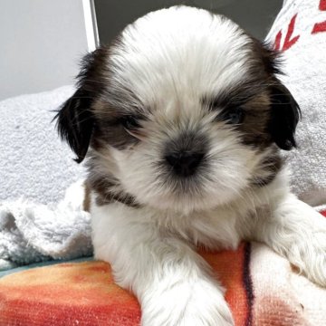 シーズー【香川県・男の子・2025年9月19日・レッド&ホワイト】の写真「男の子らしいお顔お父さんはジュニアチャンピオン」