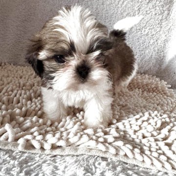 シーズー【香川県・男の子・2025年9月24日・ホワイト&ゴールド】の写真「小さい男の子」