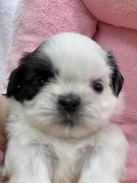 シーズー【香川県・女の子・2020年6月1日・ゴールド&ホワイト】の写真「☆お父さんはFCIインターチャンピオン」