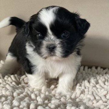 シーズー【香川県・女の子・2023年9月9日・ブラック&ホワイト】の写真「お父さんマルチチャンピオン　お母さんチャンピオン」