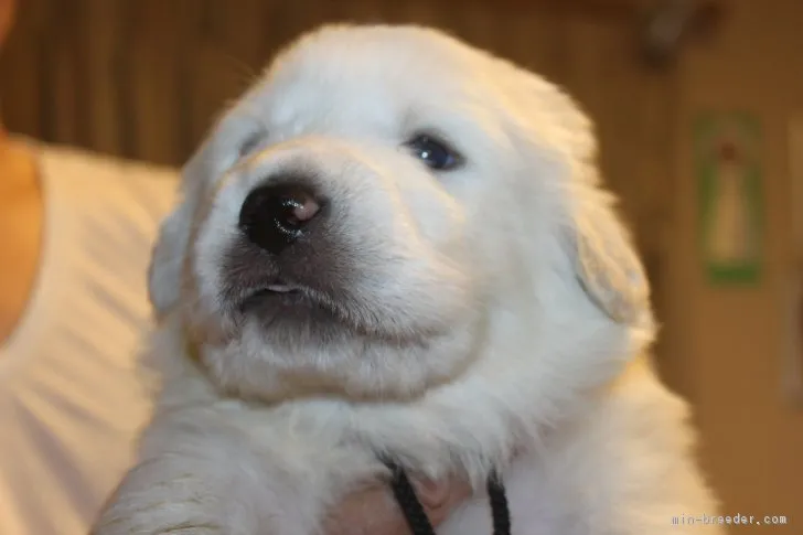 ID:1808-02939の子犬