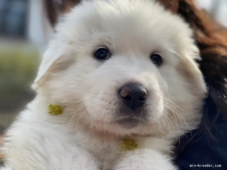 ID:2102-01256の子犬