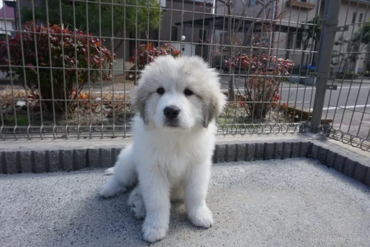 ID:2101-01284の子犬