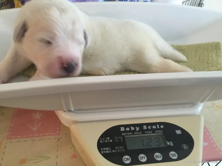 ID:1512-00333の子犬