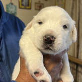 グレートピレニーズ