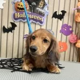 ミニチュアダックスフンド(ロング)【香川県・男の子・2025年6月7日・シェ-デッド・レッド】の写真6