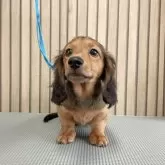 ミニチュアダックスフンド(ロング)【香川県・男の子・2025年6月7日・シェ-デッド・レッド】の写真9