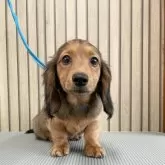 ミニチュアダックスフンド(ロング)【香川県・男の子・2025年6月7日・シェ-デッド・レッド】の写真11