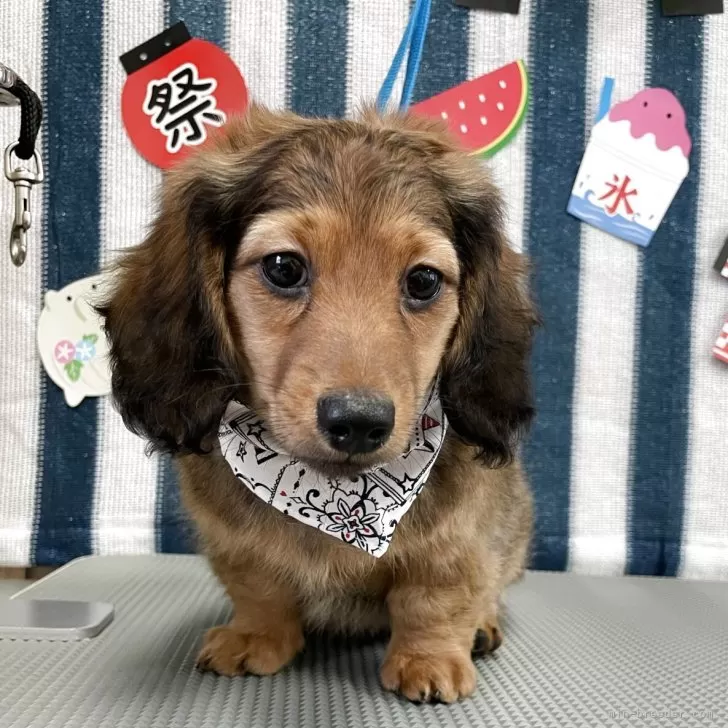 ID：2507-05036の子犬